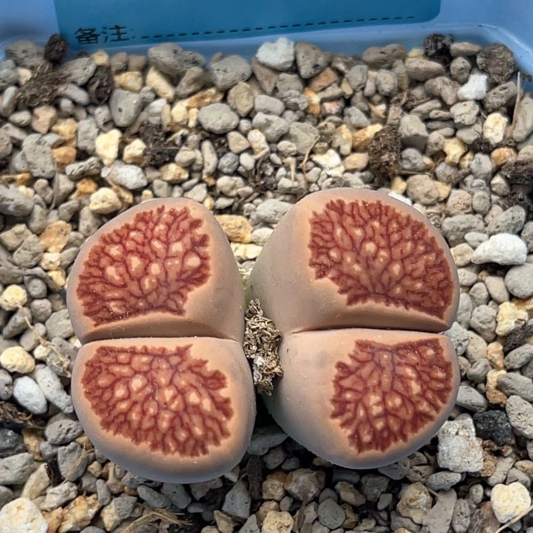 5118双头红窗菊一颗