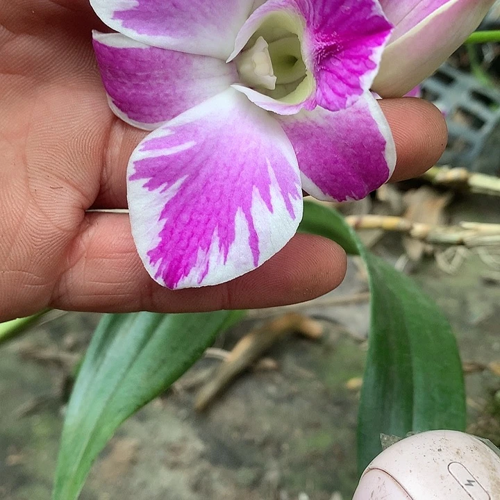 完全开放国王泼两个杆裸根发，花叶不包损