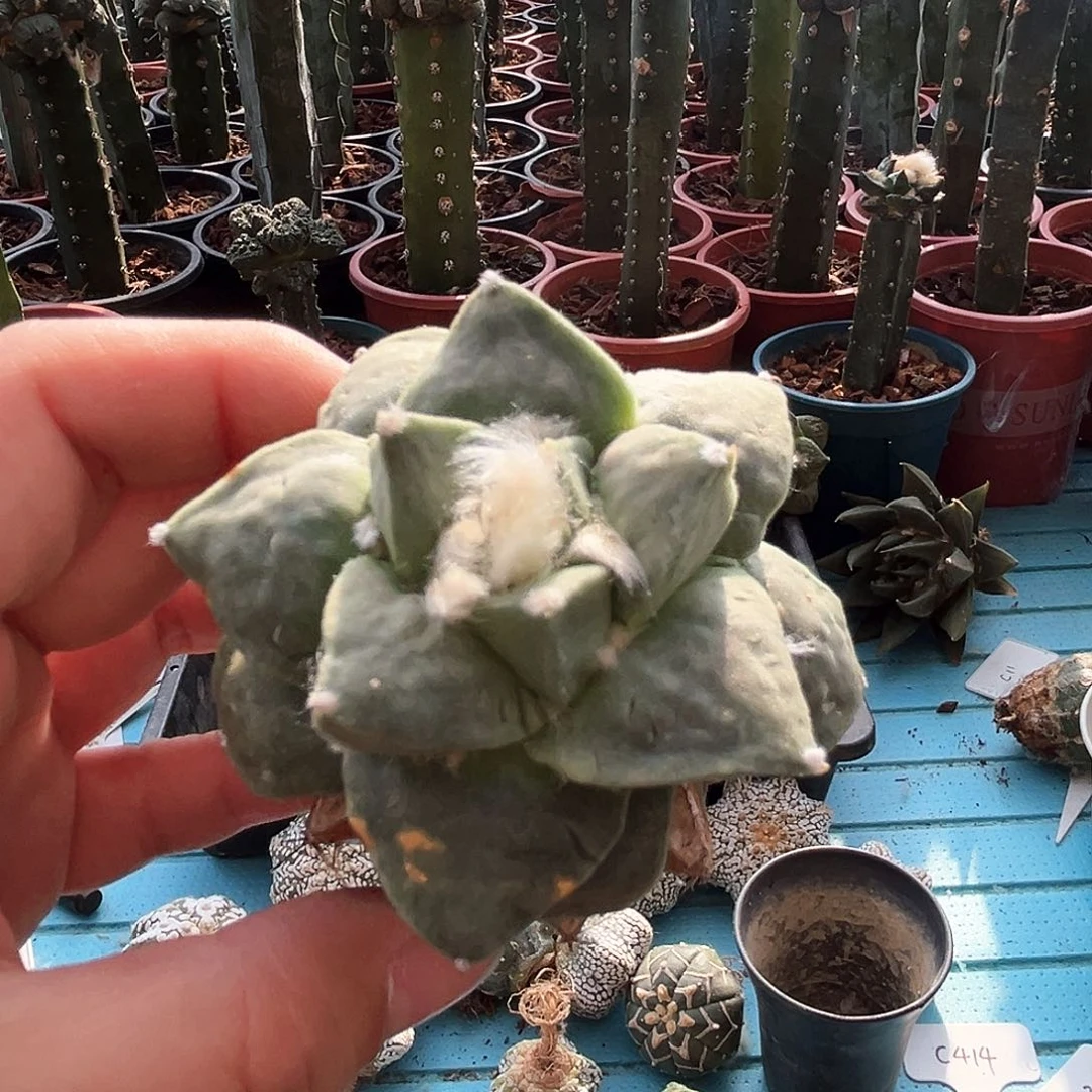 486怒涛牡丹新年快乐