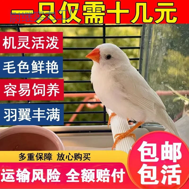 Yyp珍珠鸟宠物活物灰白文鸟七彩文鸟灰白珍珠活鸟萌宠物鸟一对小