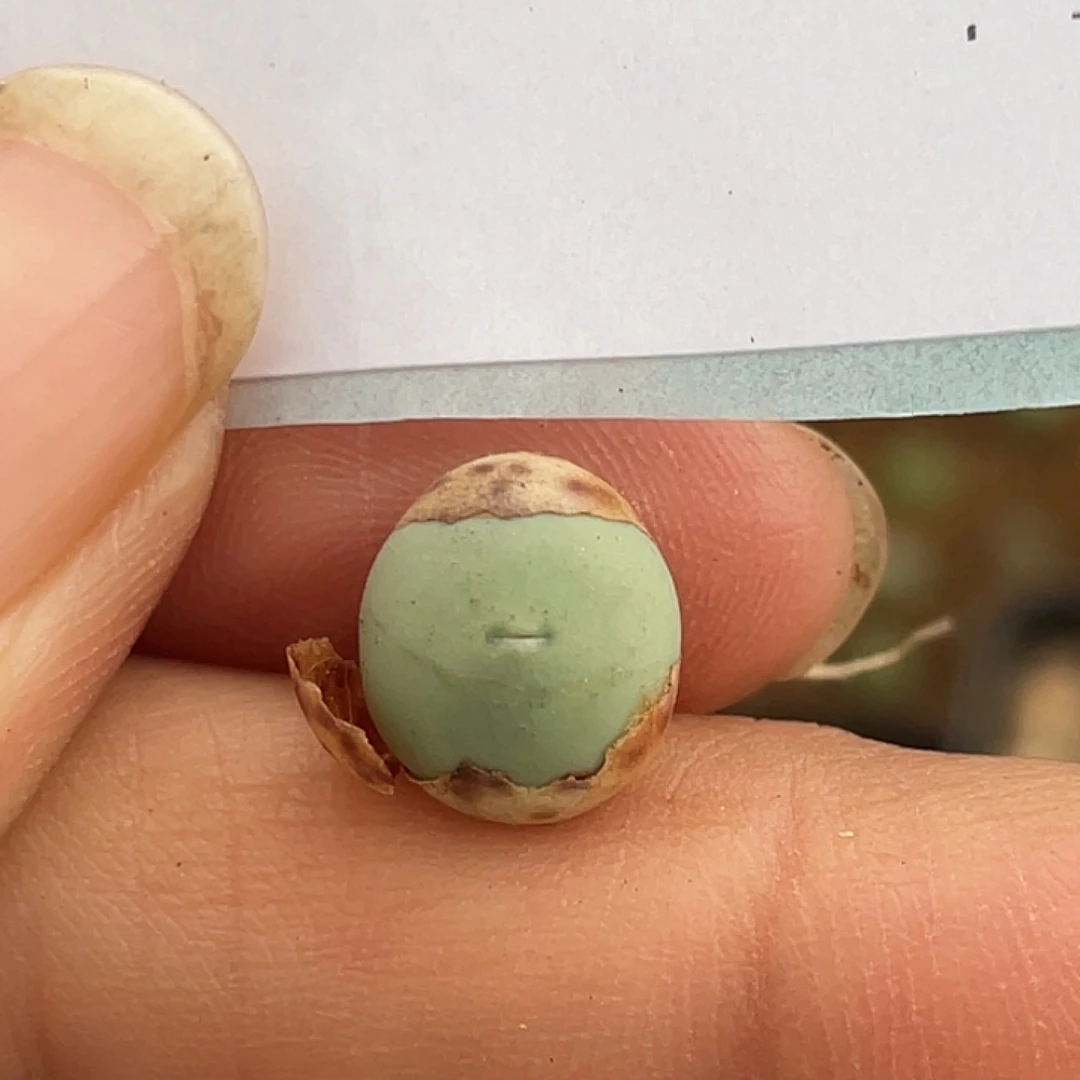 12-56肉锥v嘴多肉植物