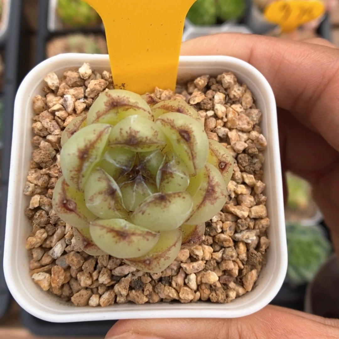 雪山可拍939号。