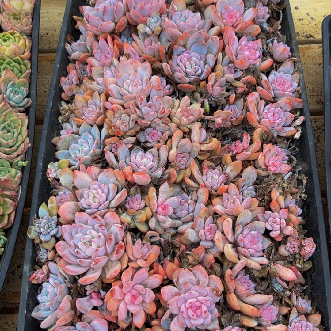 720不包售后不包售后