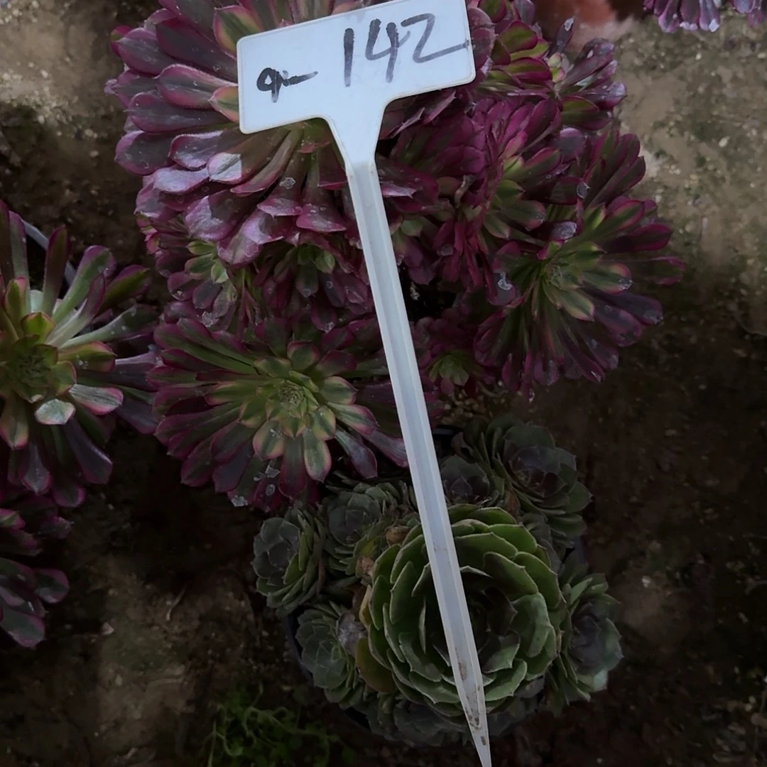 4-142多肉法师两颗