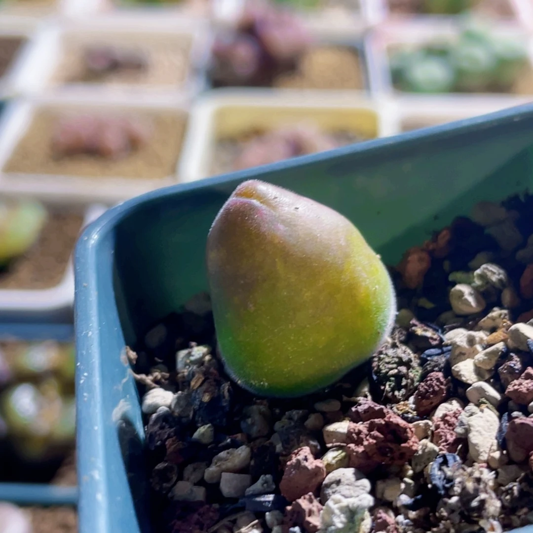 宝辉植物一物一拍