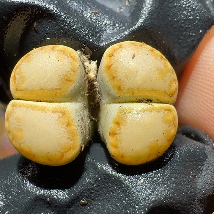 11111生石花。   173