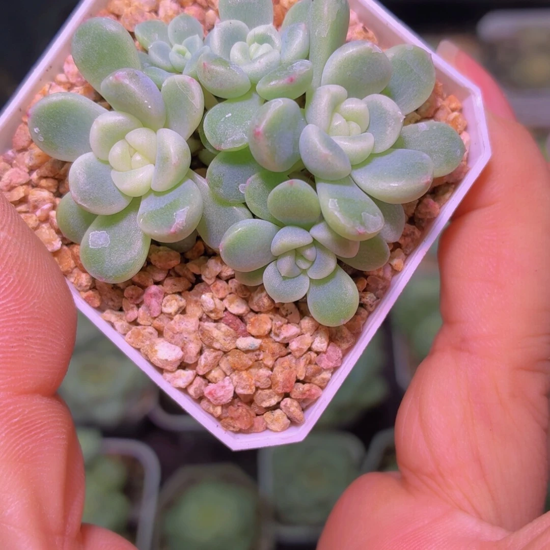 胖***了童话五头多肉植物