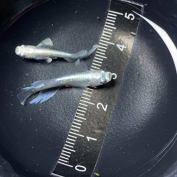 海水宽鳍玛利亚一对