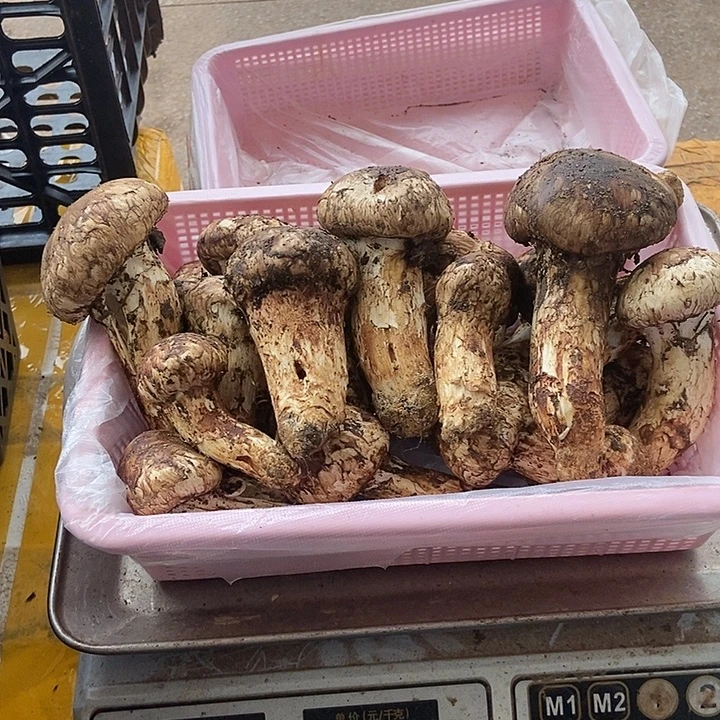 野生菌现场挑货中国大陆