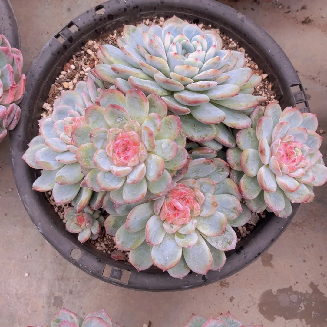 26公分9999888999999999