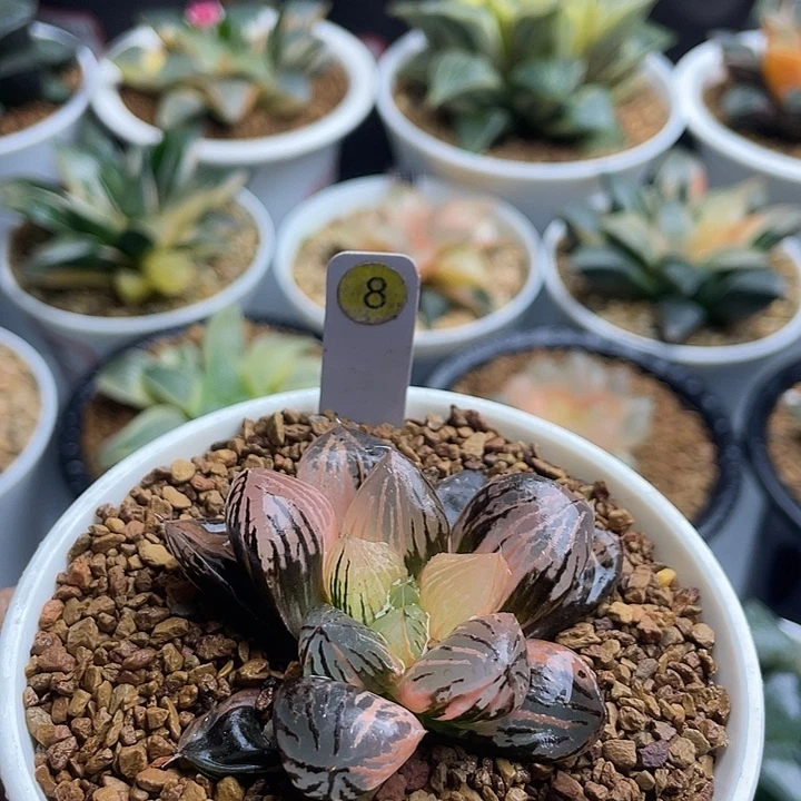 玉潭寿锦多肉植物花