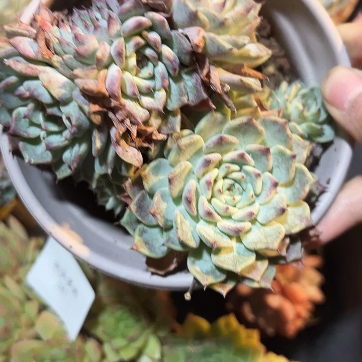 战后197呀呀呀呀呀呀呀
