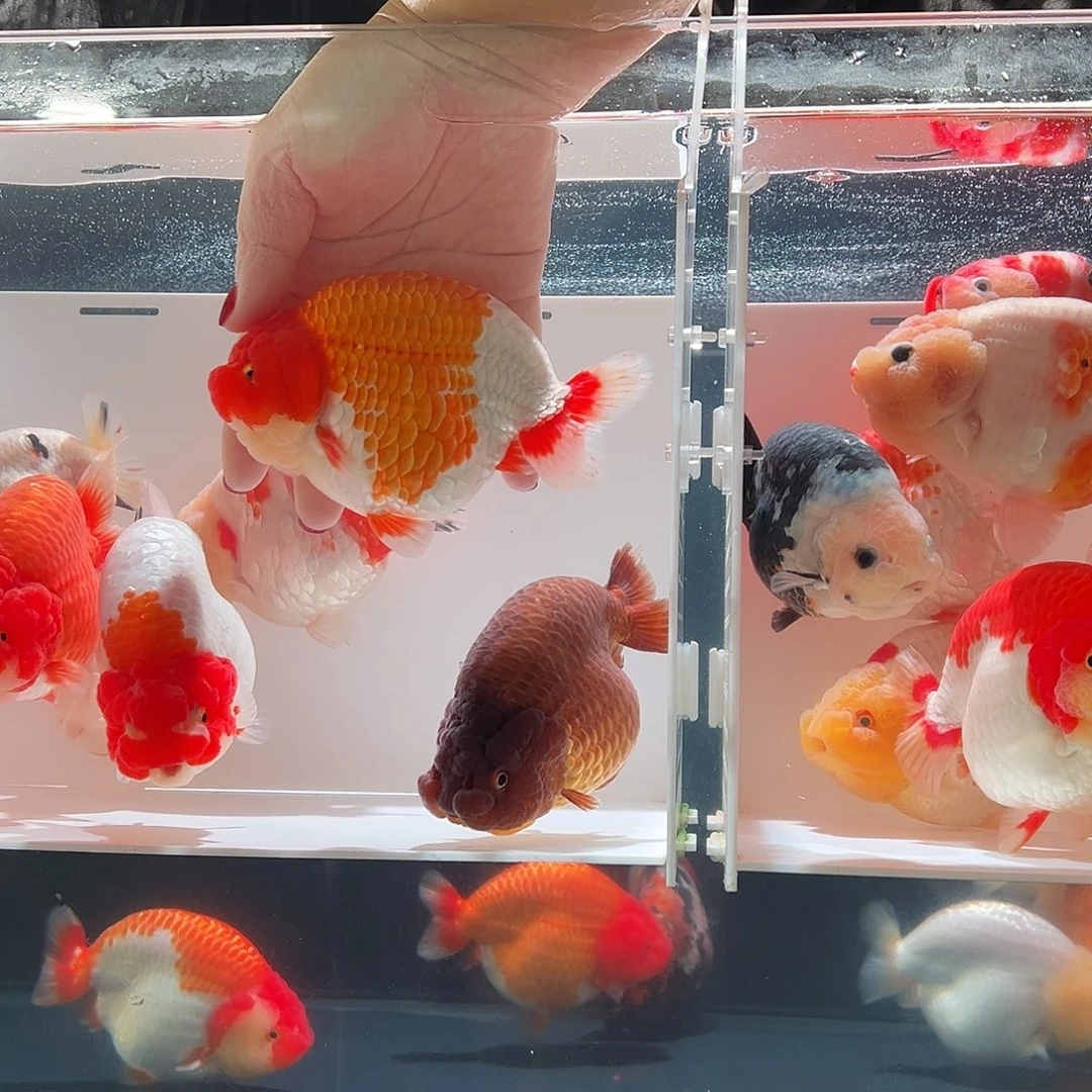 胖***宝海水鱼胖虎一条红白