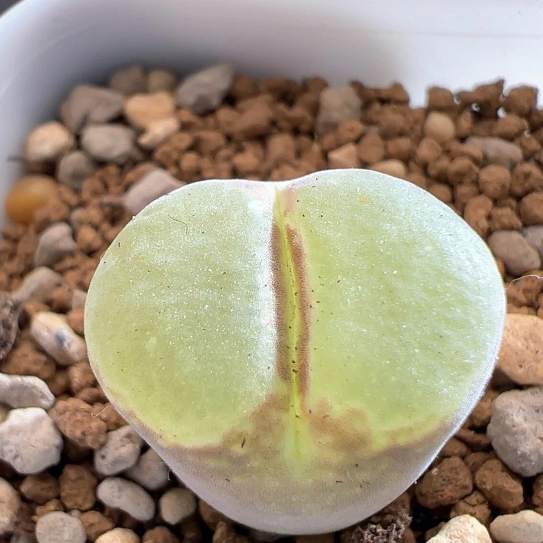 109。编号丢失风铃。