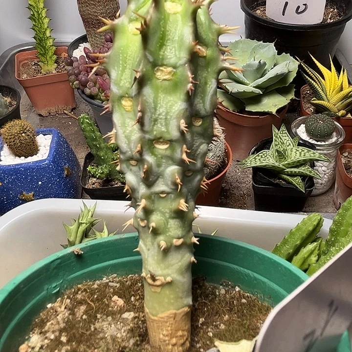 无花朵单头喷火龙仙人掌