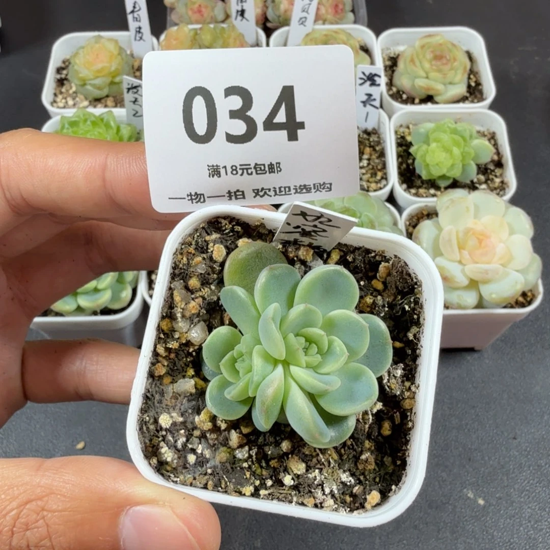 甜心水蜜桃双头一物一拍034