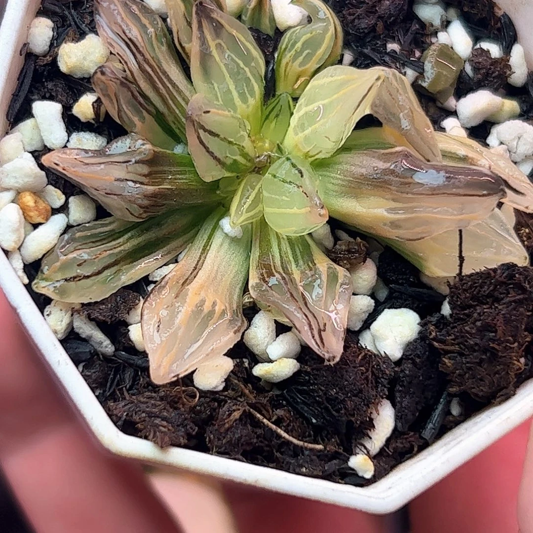 缀化西瓜锦十二卷多肉