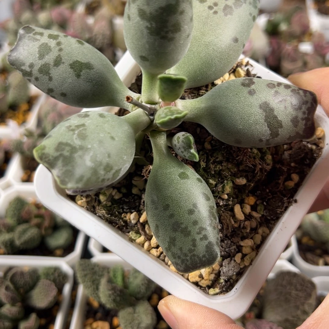 10方盆猫耳海豹小花一物一拍