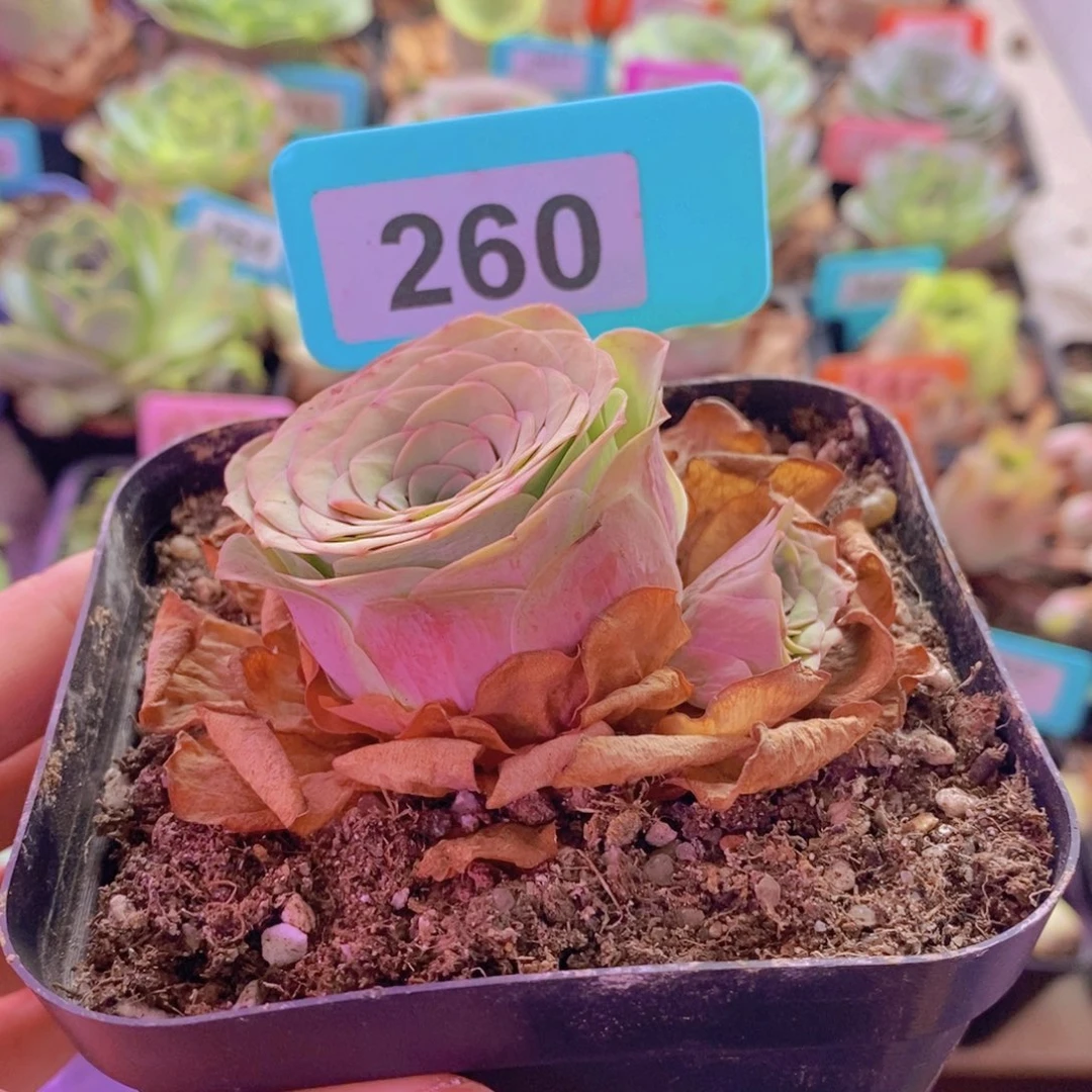 山地玫瑰一物一拍雪霁260