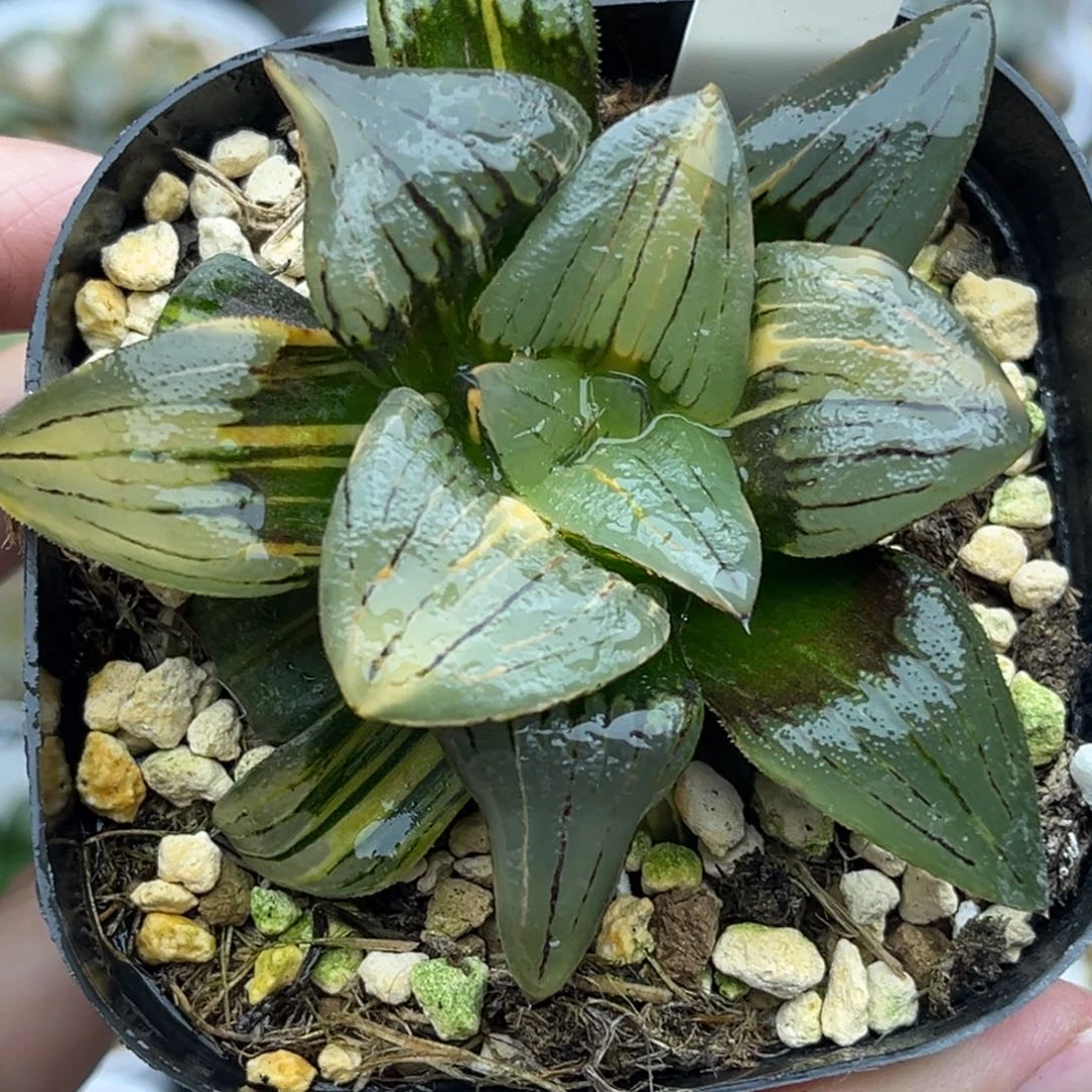 38巨大丸叶红纹寿锦福利专场