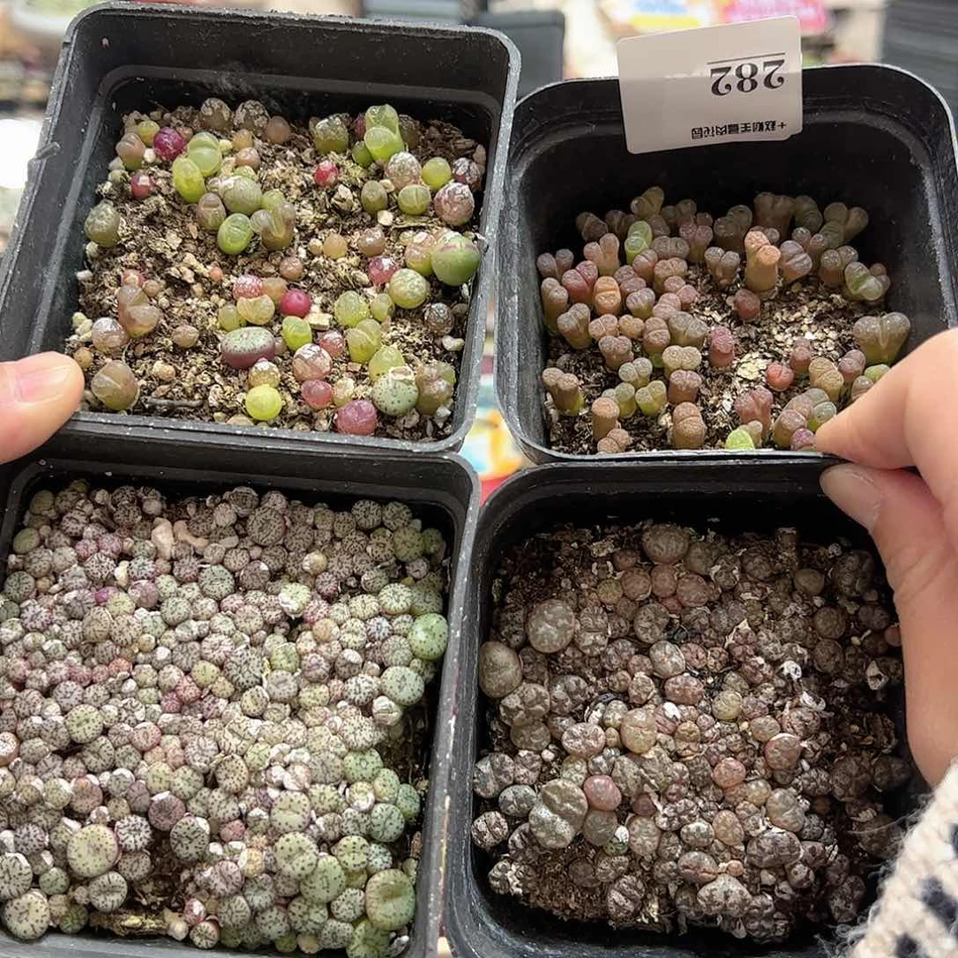 【闪购商品】146 一起