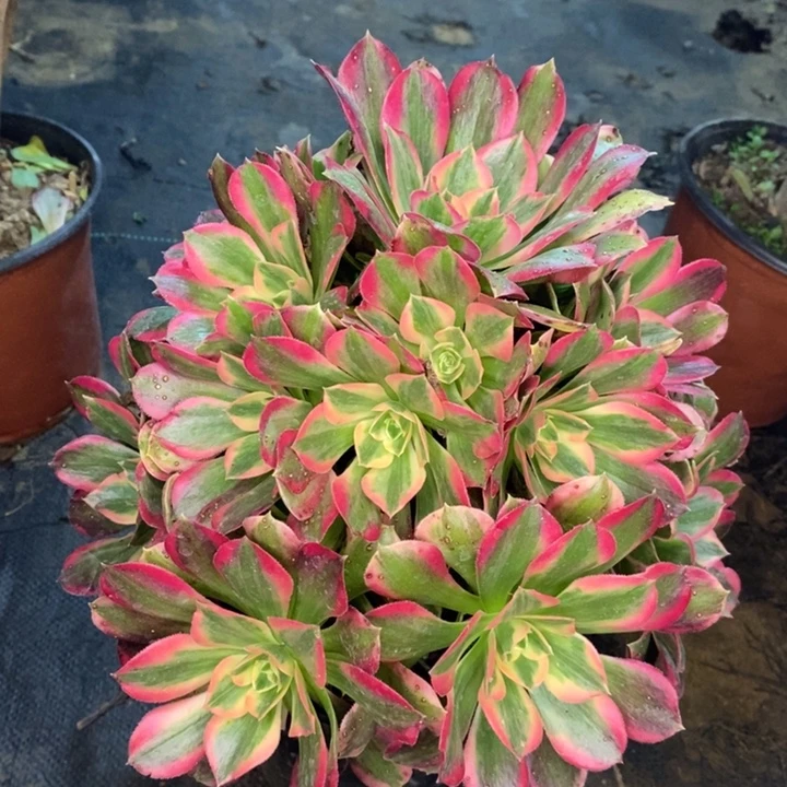 粉女郎多肉植物12