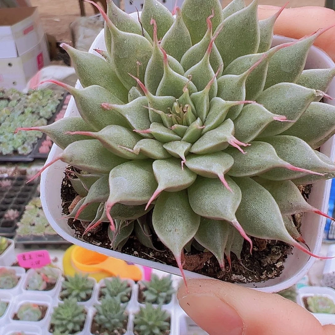银星19包邮多肉植物