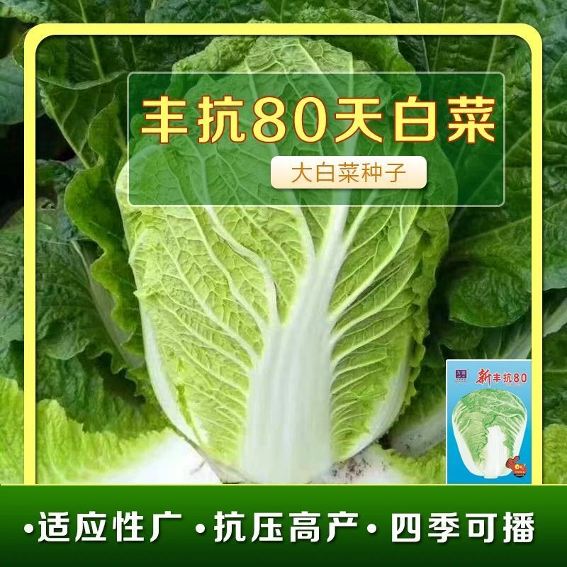 【丰抗80大白菜种子】蔬菜种子