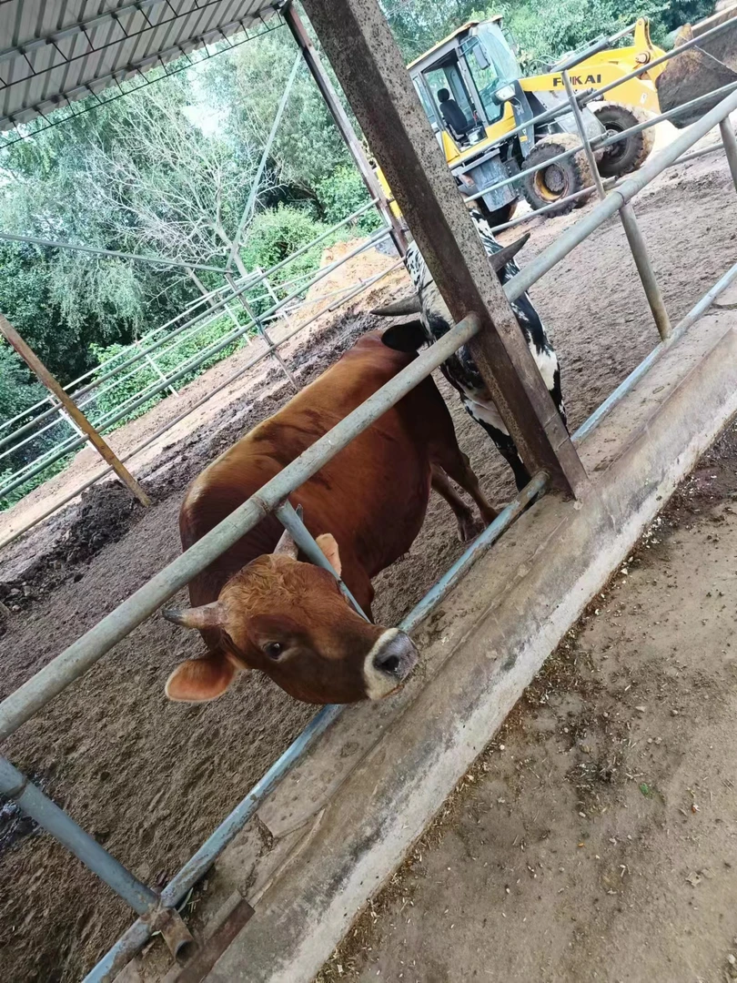 精修牛肉~邵楠农场