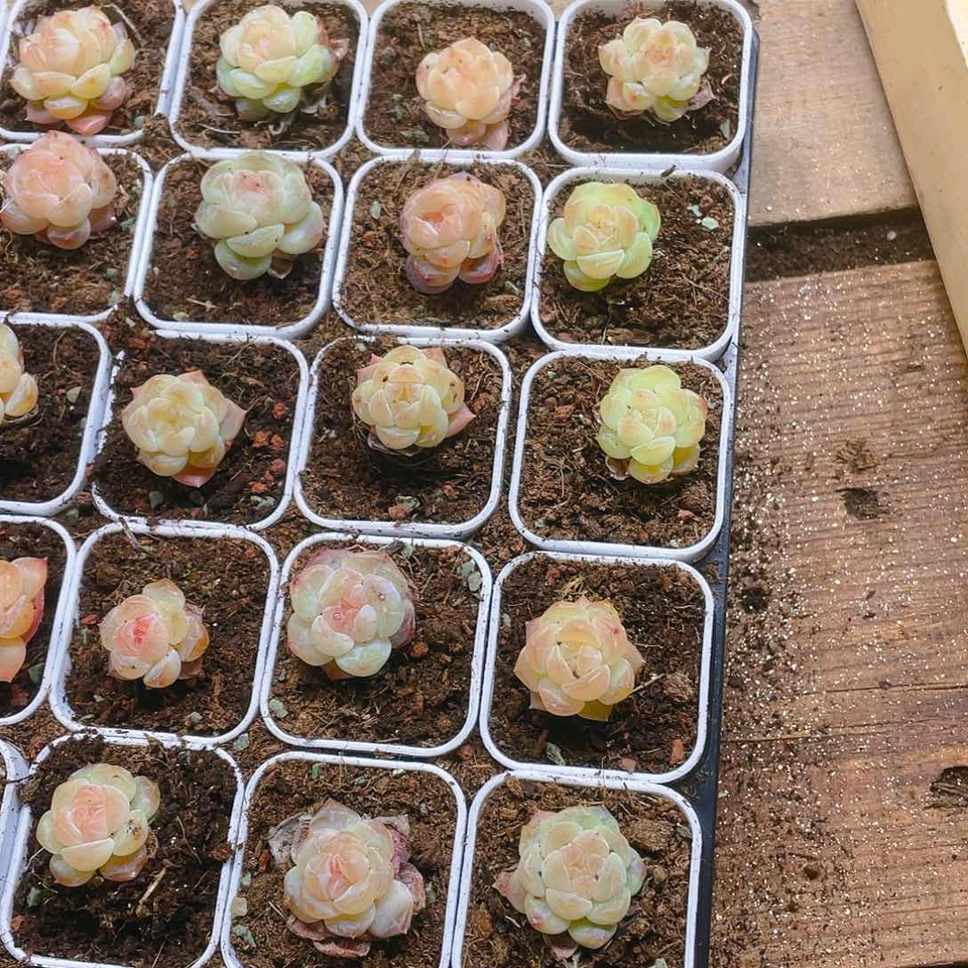 黄幽兰穴一个满25包邮