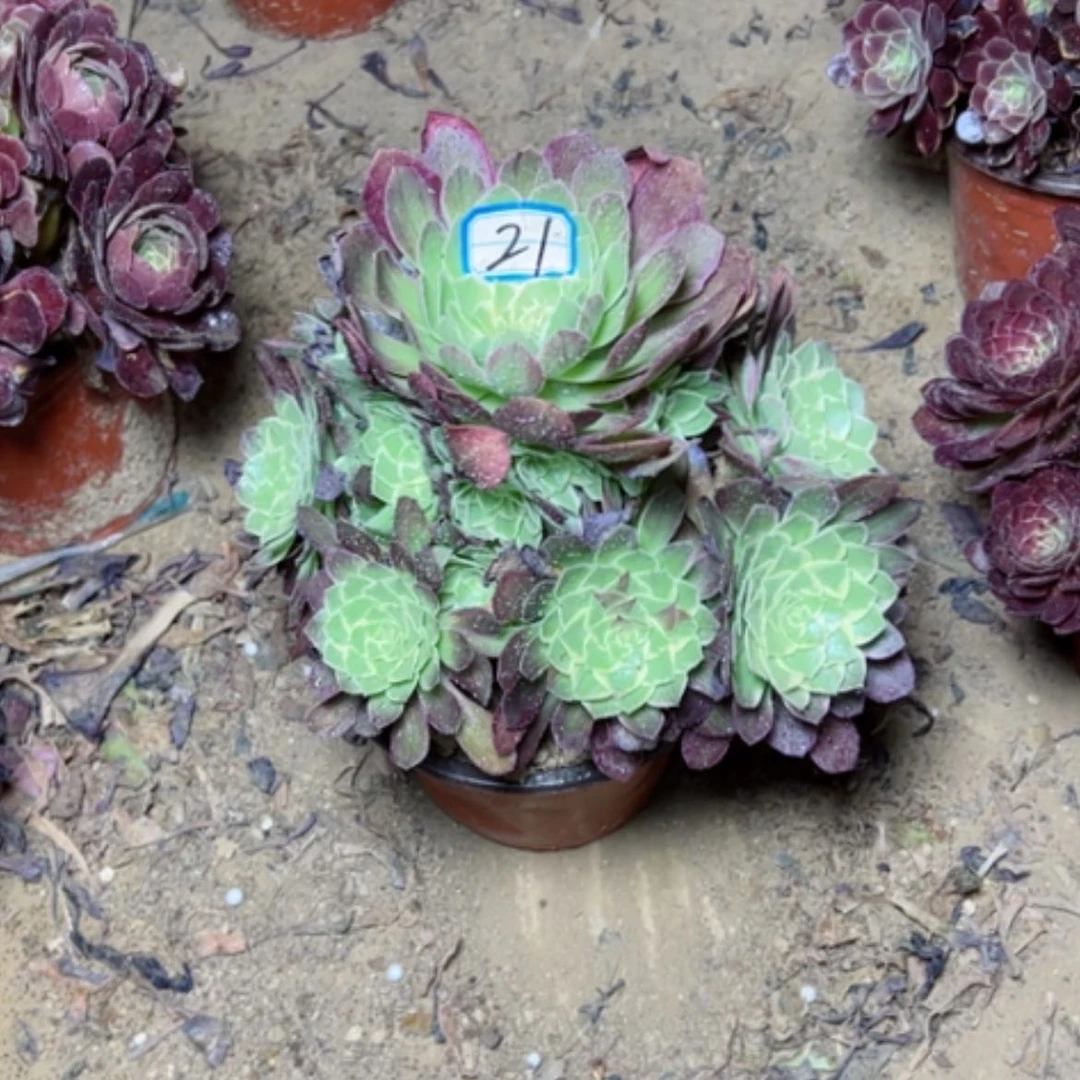 【闪购商品】多肉植物水蜜桃21