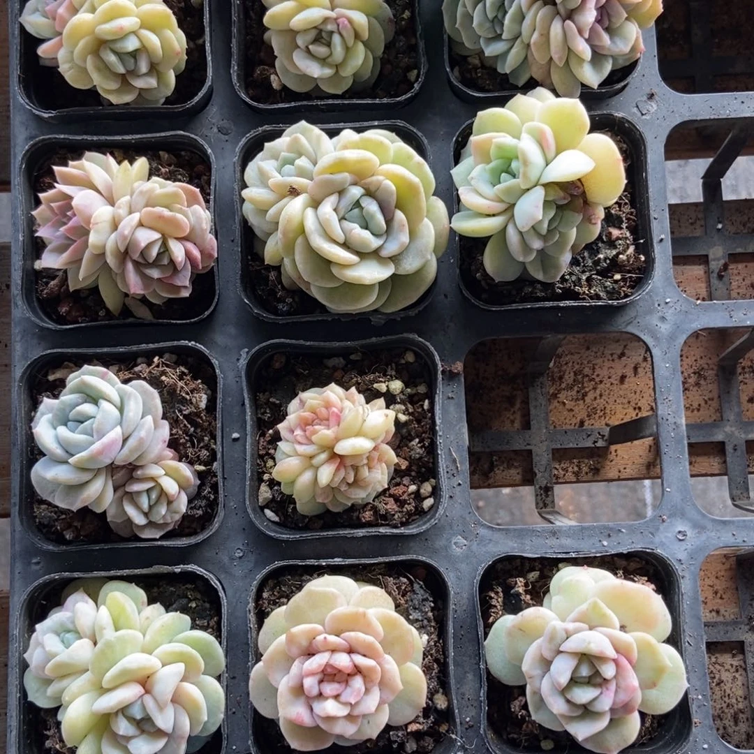 西**心876冰魄石化11颗多肉