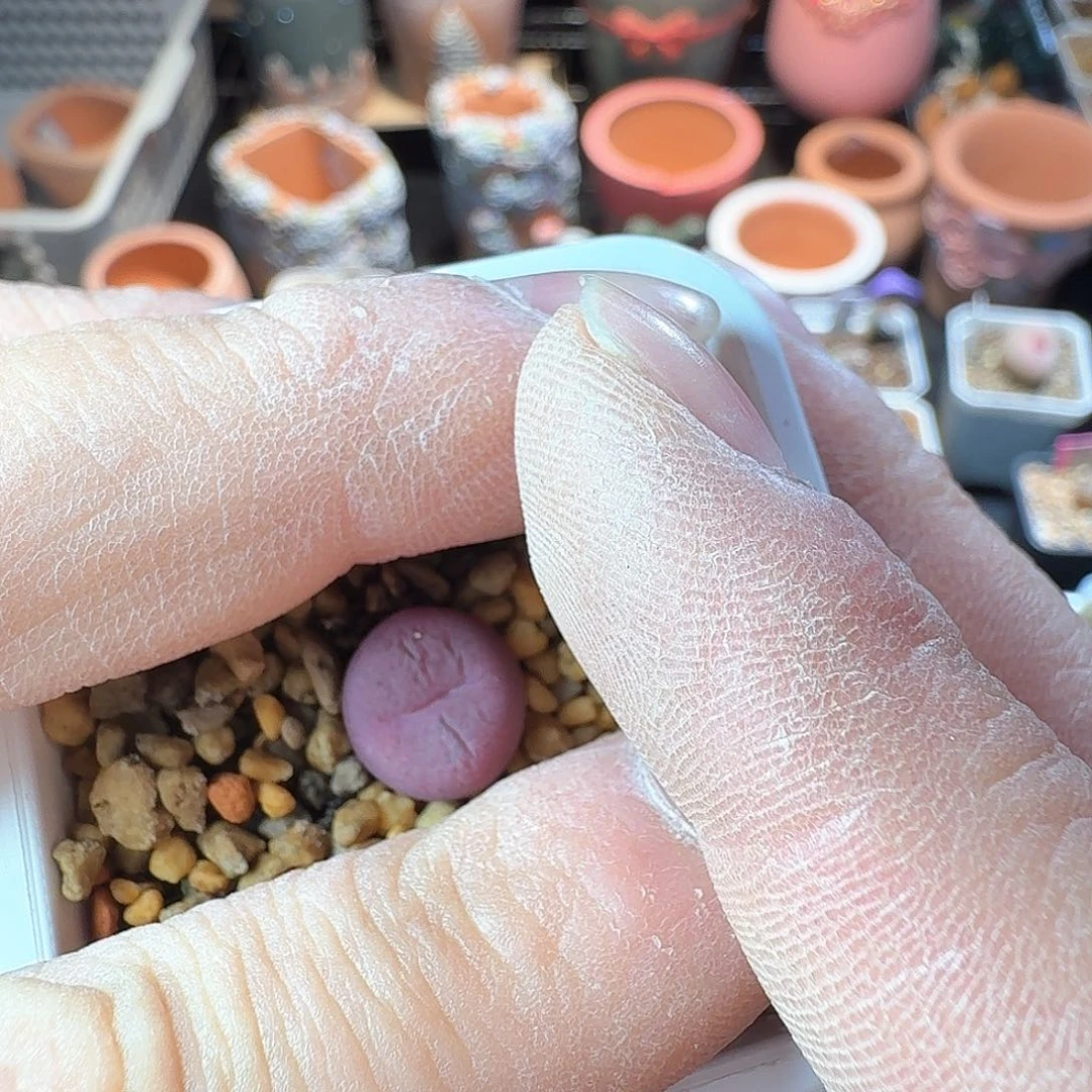 澄****玉dy11 美玉 韩国毛杂