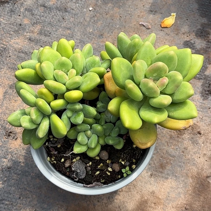 ****豆芒果奶,一物一拍。