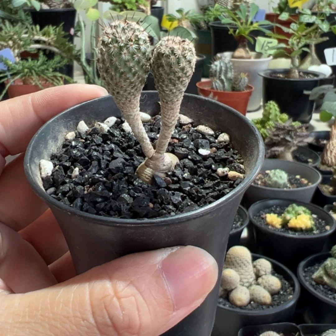 赤花美针玉带盆1111111