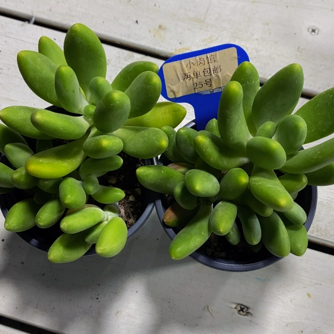 25-精品金蟾多头群一个