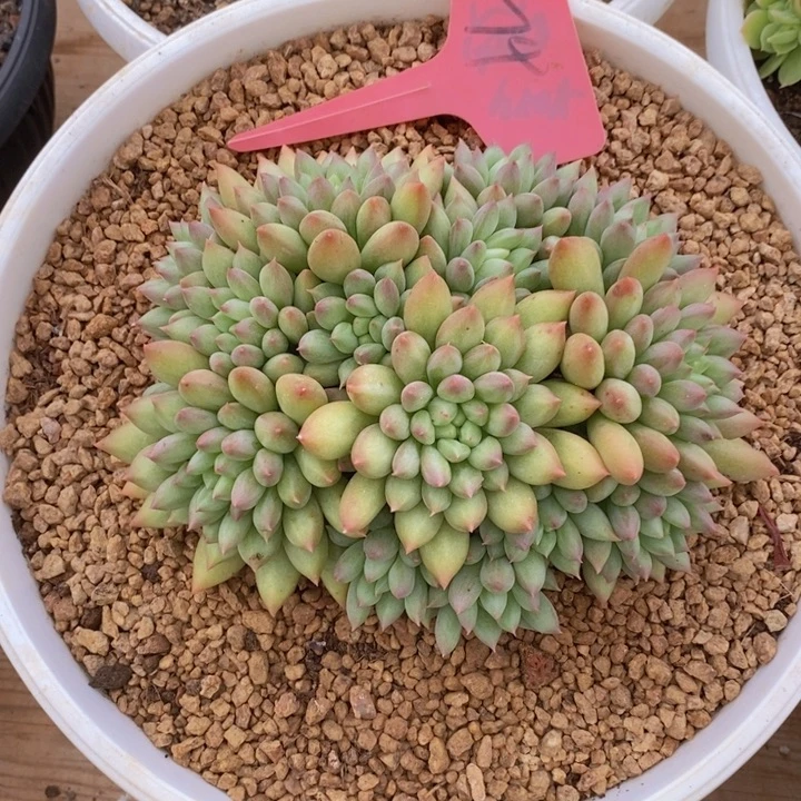 你们吃的好吧哈你