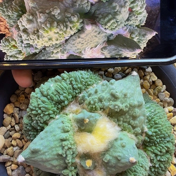 捡漏 米粒怒涛中号