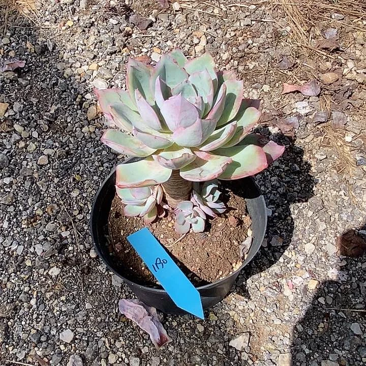 颖**凡1190多肉植物老桩