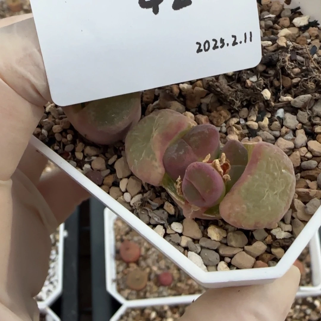 崔*儿多肉多肉多肉2.11-042