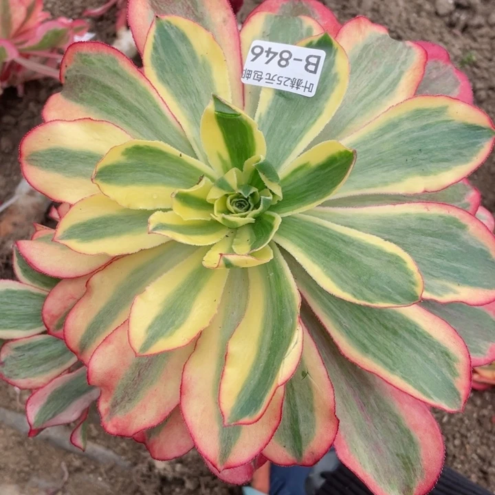 846魅影嫁接多肉12345678