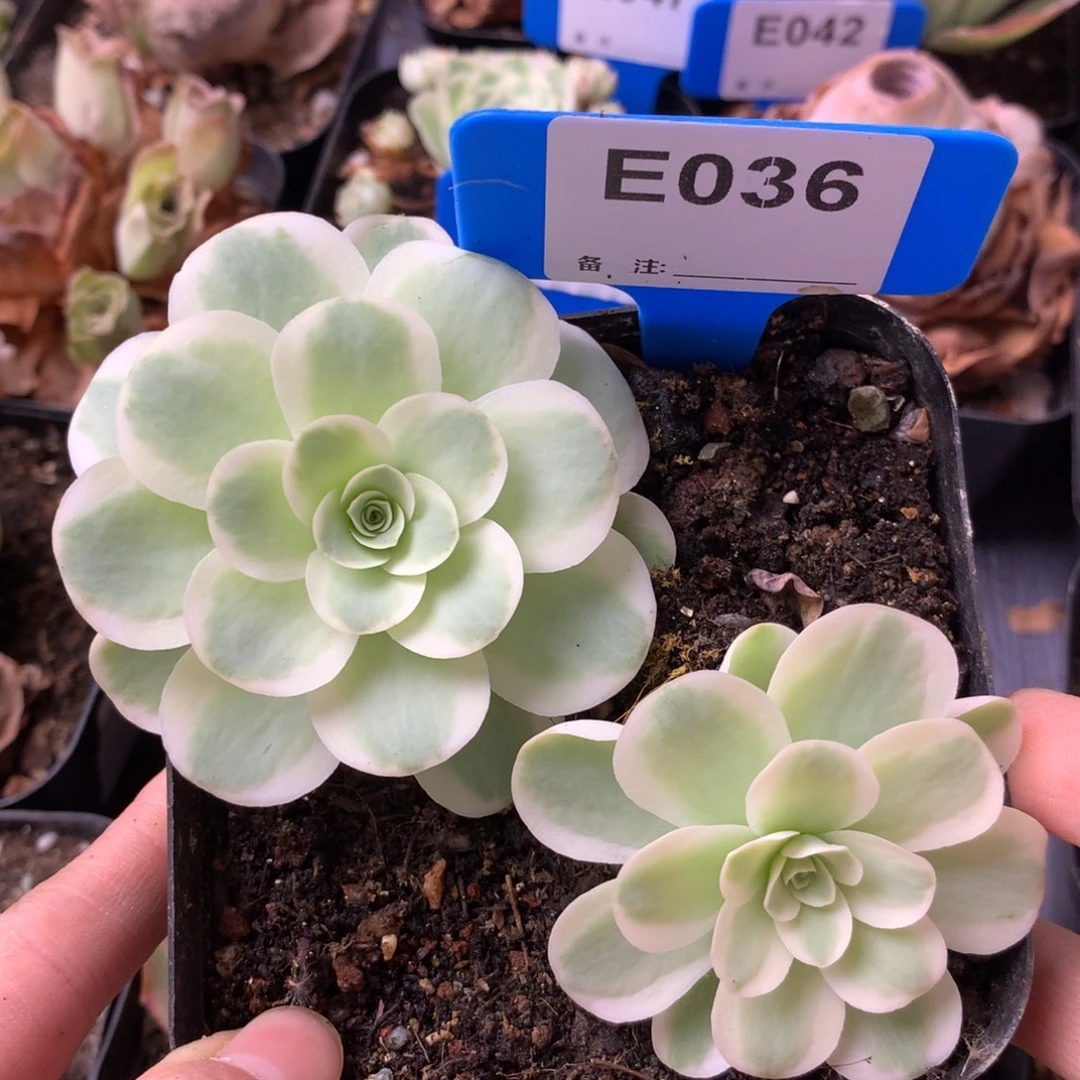 一物一拍覆轮锦春晓整盆036