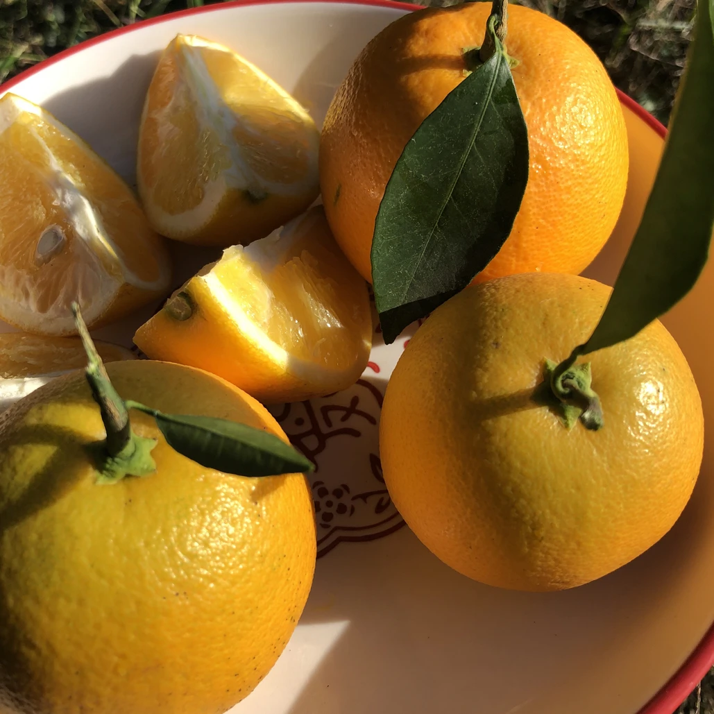 麻阳冰糖新鲜采摘现发应季水果产地直发香甜多汁