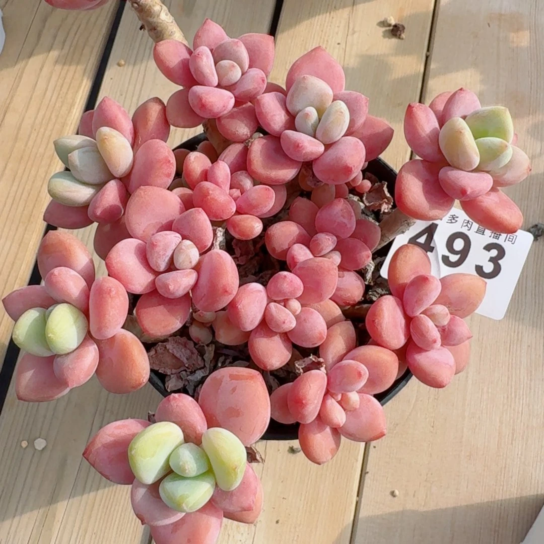 小***苏红洛神      愿你一路坦途，乘风破浪展宏图