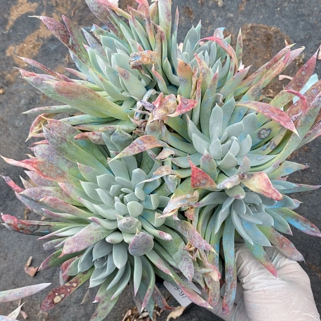 97号苹果叶粗腿子