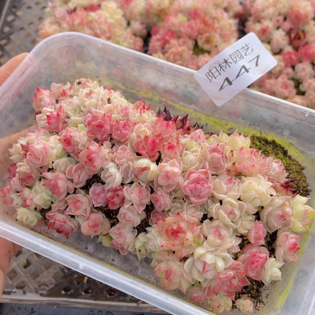 多肉植物多肉植物447