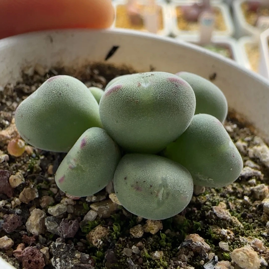 【闪购商品】0869