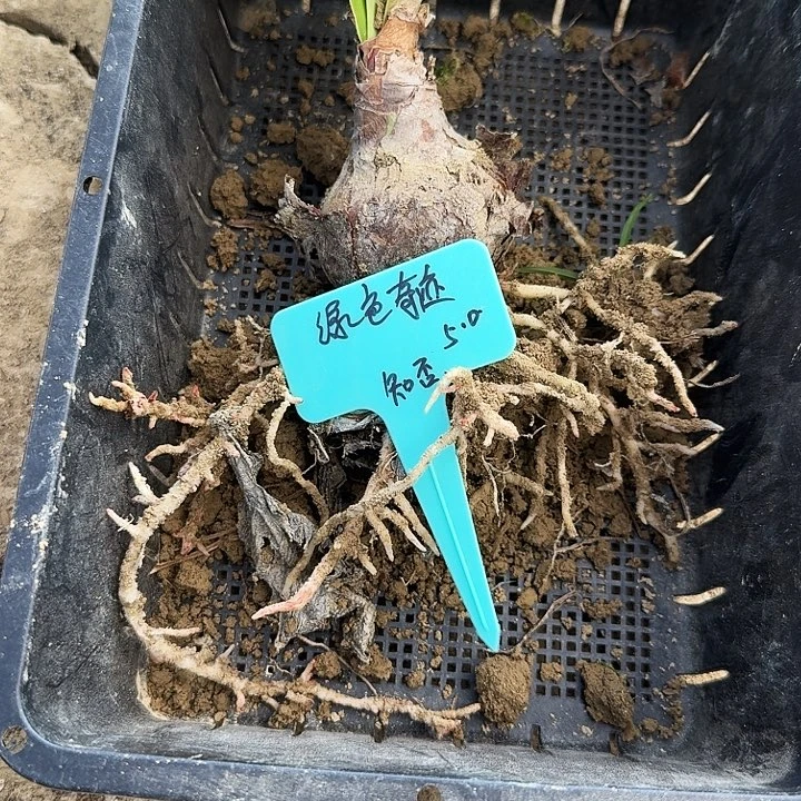 绿色奇迹朱顶红一棵5.0
