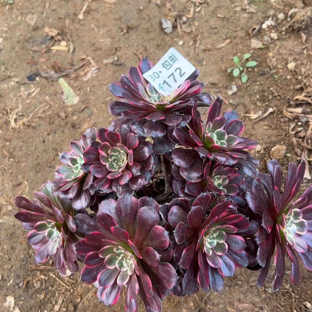 快**活172 多肉法师多肉