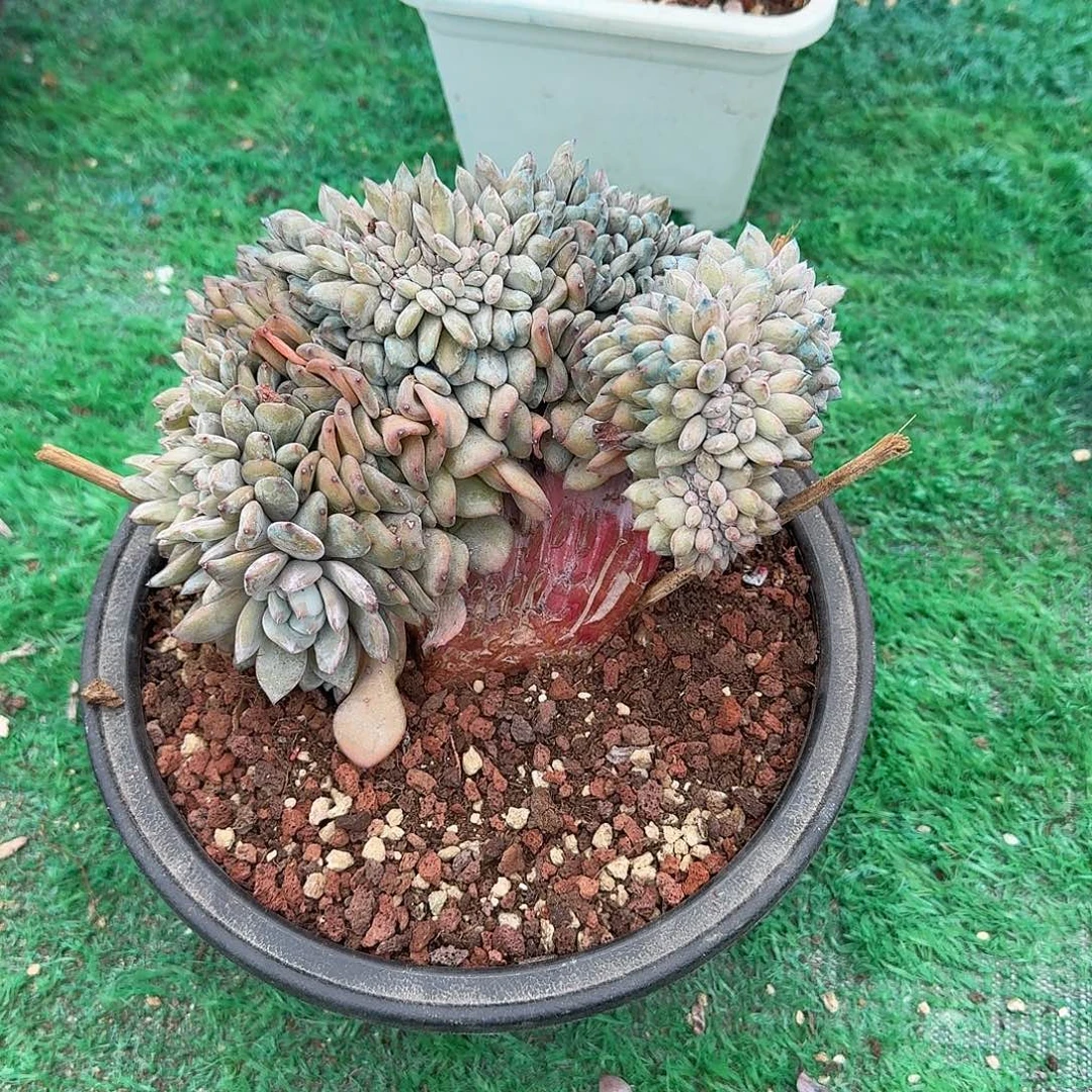 超高紫皮星影缀化呀呀